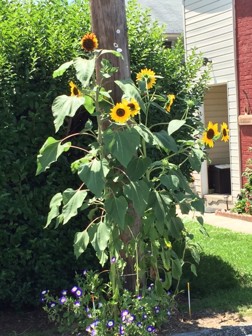 Sunflowers, Boonsboro Maryland